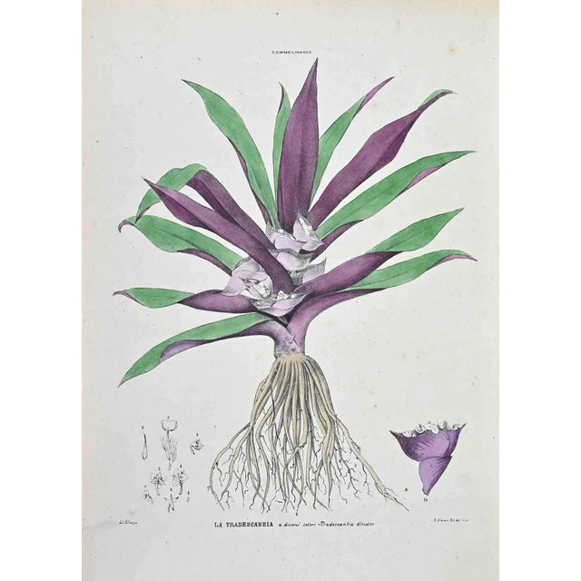 Vincenzo Tenore, The Tradescanzia, Lithograph, 1870s For Sale