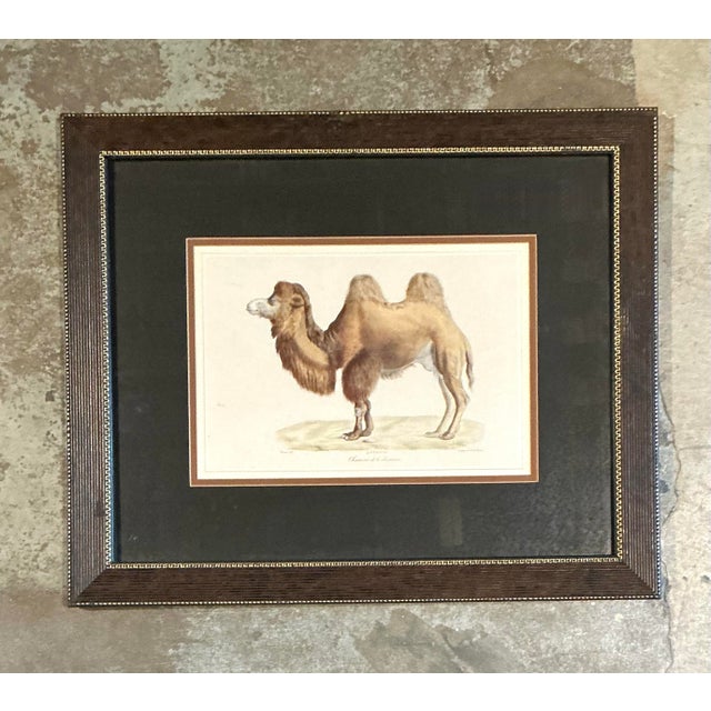 Vintage Framed Camel Print For Sale - Image 10 of 12