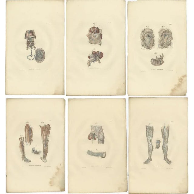 Set of 18 antique anatomy prints of blood vessels of the human body. These prints originate from 'Magazijn van...