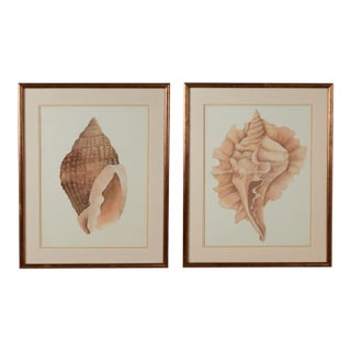 Pair of Vintage Seashell Watercolors by Bonnie Smith For Sale