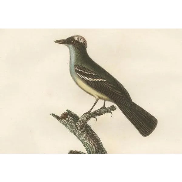 Vieillot / Langlois, White-Crested Flycatcher, Print For Sale - Image 5 of 6