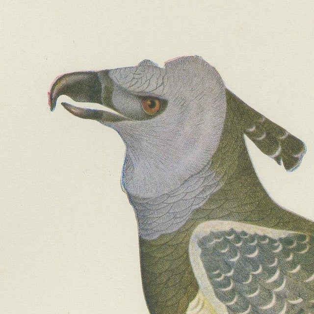 Descourtilz, Harpy Eagle, Brazilian Bird Print, 1944, Paper For Sale - Image 3 of 12