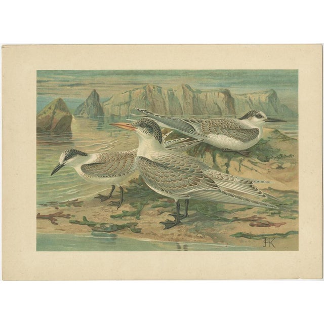 European Seabirds: Gulls, Terns, Skuas, Geese and Gannets, 1890, Lithographs, Set of 6 For Sale - Image 4 of 10