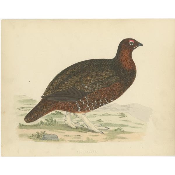 Beverly Robinson Morris, Illustrations of a Black Grouse and Red Grouse, Prints, Set of 2 For Sale - Image 3 of 6