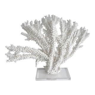 Natural Branch Coral Specimen on Acrylic Base For Sale
