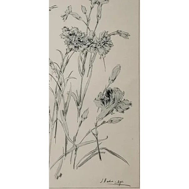 C1900 Botanical Studies-Set of 3, White Lily, Geranium, Carnation For Sale - Image 10 of 12