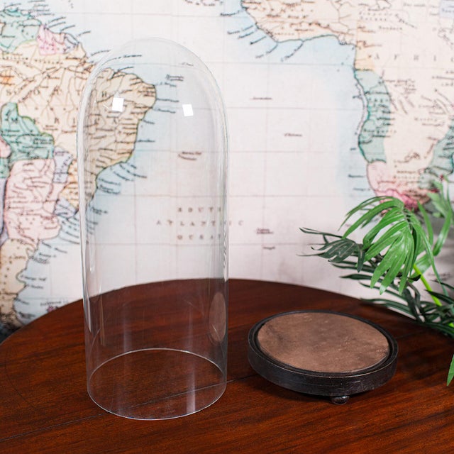 1900 - 1909 Tall Antique Victorian Taxidermy Dome, English, Glass Collector's Showcase, 1900 For Sale - Image 5 of 10