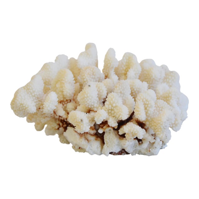 Large Creamy White Nautical Natural Coastal Ocean Coral Specimen For Sale