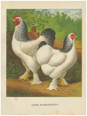 After Förster, The Regal Light Brahma, 1888, Print