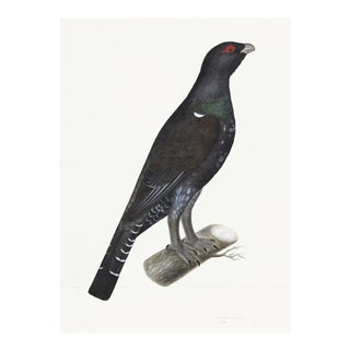 Capercaillie Cock Plate 07 by Olof Rudbeck (Cfa-Wd) For Sale