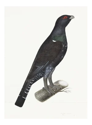Capercaillie Cock Plate 07 by Olof Rudbeck (Cfa-Wd)