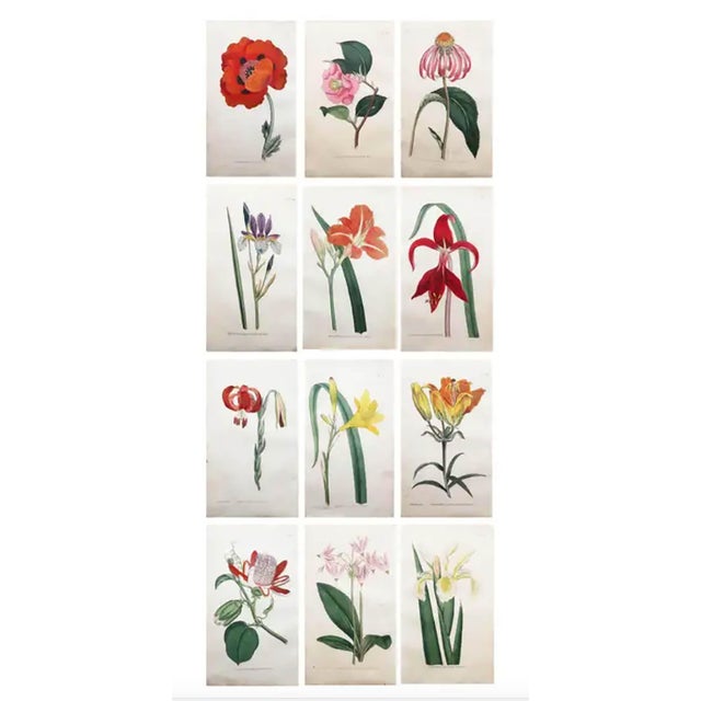 After Sowerby, Botanical Plates, 1793, Engravings, Set of 12 For Sale - Image 14 of 14