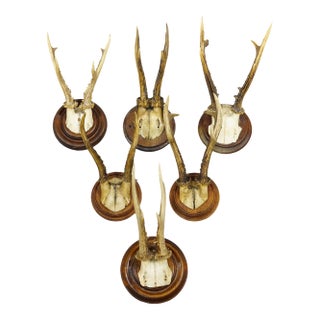 Antique Set of Six Roe Deer Trophies on Turned Plaques Germany ca.1900s For Sale
