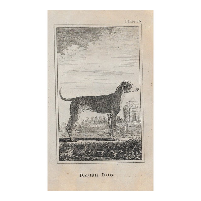 Antique Danish Dog Engraving For Sale