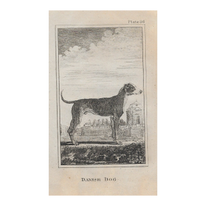 Antique Danish Dog Engraving