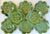 Vintage Majolica Cabbage Ware Geranium Plates - Set of 8 For Sale - Image 9 of 10