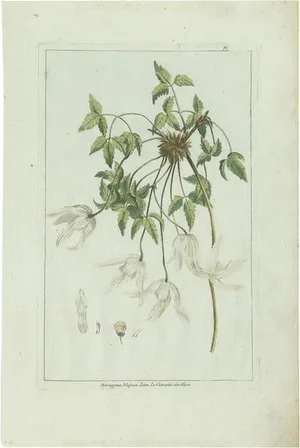 Buchoz, Clematis Species, 1785, Print