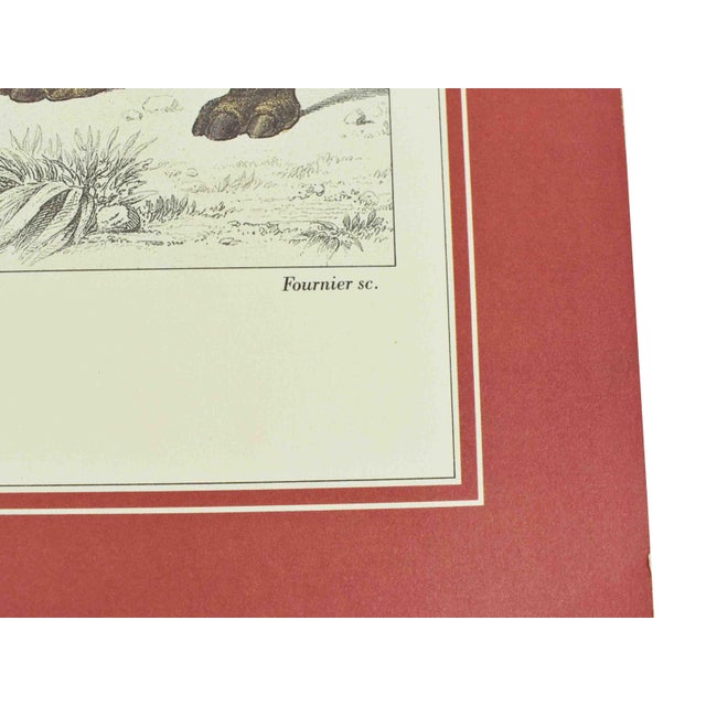 Mid 20th Century French Natural History Animal Zoological Illustrations Prints - Hippo & Rhino - Set of 2 For Sale - Image 6 of 8