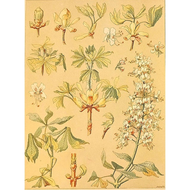 1900 Set of 2 Antique Botanical Lithographs- Chestnut Trees For Sale - Image 4 of 5
