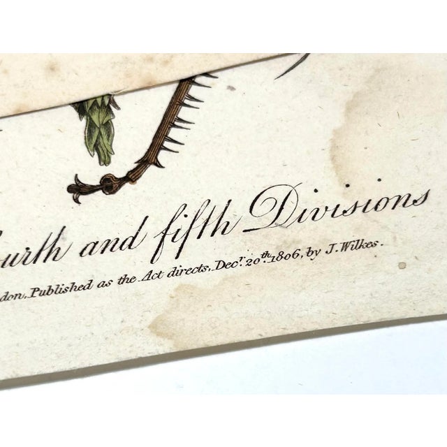 1806 Hand-Colored Entomology Engravings by J. Wilkes – Set of 2 For Sale - Image 11 of 12