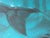 Contemporary teal toned underwater seascape painting of mermaid by Californian artist Elias Noah. The work features a...