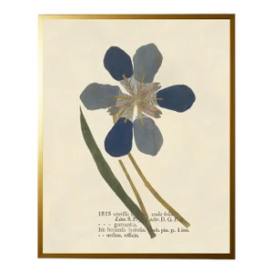 Blue Iris Print in Gold Shadowbox - 23" x 29"