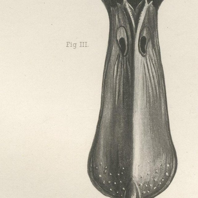 Lilian Marguerite Medland, Bills and Feet of the Wildfowl, 1909, Print For Sale - Image 6 of 9