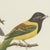 Descourtilz, Tanagers and Cotingas, Brazilian Bird Print, 1944, Paper For Sale - Image 4 of 12