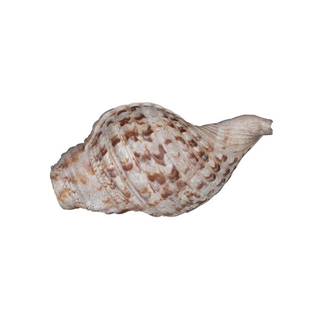 Far Pavilions Sacred Indian Temple Shankh | 8" Natural White Conch Shell for Yoga Altar Decor | Spiritual Meditation Gift | Unique Coastal Home Accent For Sale - Image 4 of 6