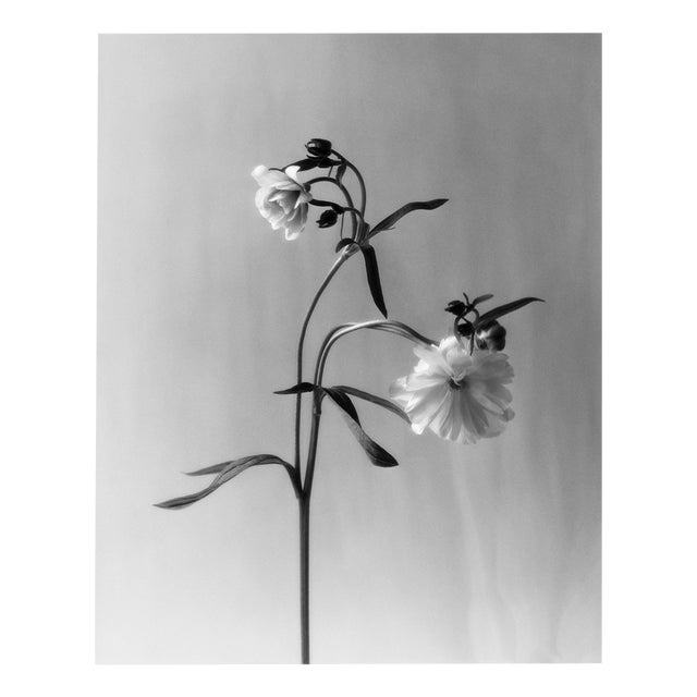 Ugne Pouwell, Ranunculus Butterfly, 2023, Photography For Sale