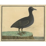 E. Albin, Bald Coot, 1730 For Sale