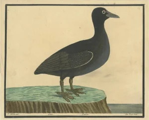 E. Albin, Bald Coot, 1730