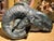 Vintage Patinated Plaster Rams Head Sculpture in the Neoclassical Taste For Sale - Image 4 of 11