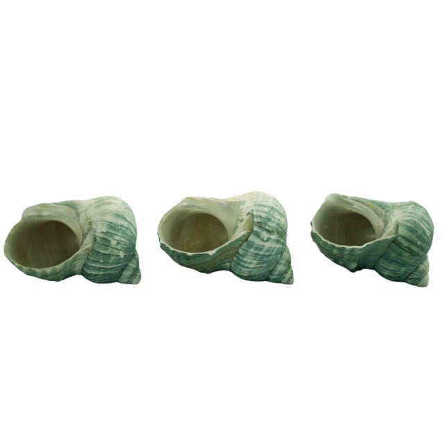 1970s Aqua Turbo Shells – Set of 3 For Sale - Image 5 of 5