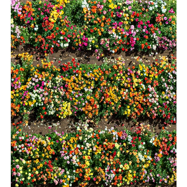 Not Yet Made - Made To Order "AV_California_Plants_020" Contemporary Limited Edition Fine Art Photograph by Bernhard Lang For Sale - Image 5 of 7