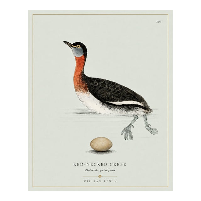 William Lewin 1789 Waterbirds Fine Art Gallery Board Print - The Red Necked Grebe For Sale