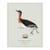 William Lewin 1789 Waterbirds Fine Art Gallery Board Print - The Red Necked Grebe For Sale