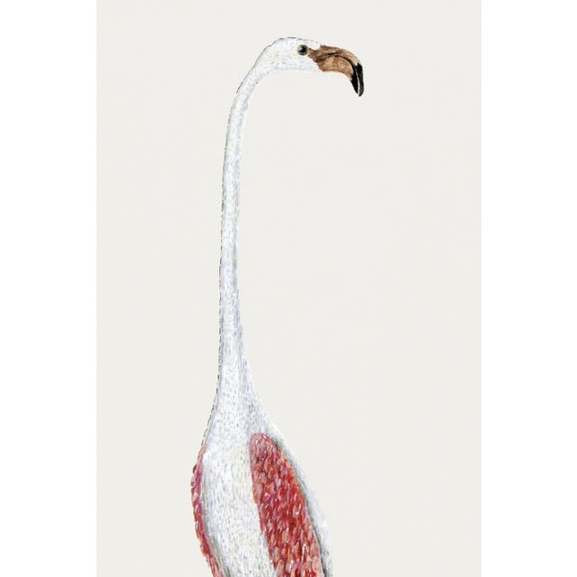 Greater Flamingo by Robert Jacob Gordon, 18th-century bird illustration of Phoenicopterus ruber roseus (1777–1786),...