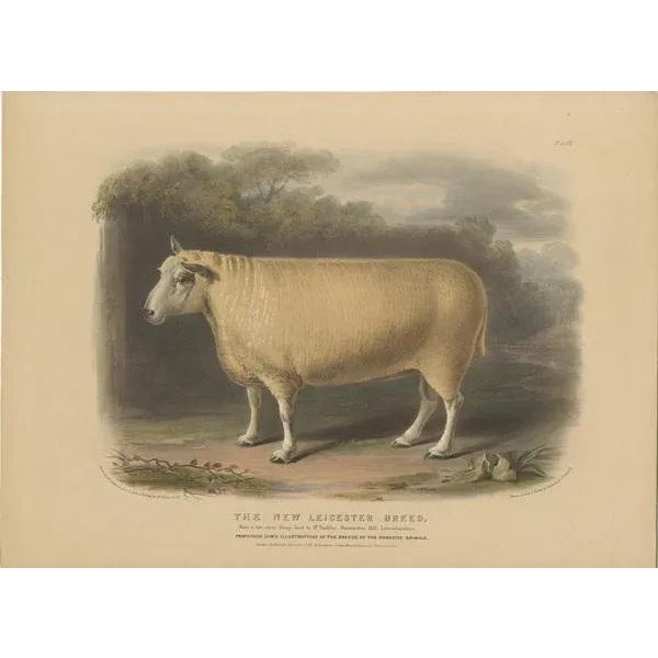 Mid 19th Century Fairland after W. Nicholson, Ram of the New Leicester Breed, 1841, Lithograph on Paper For Sale - Image 5 of 6