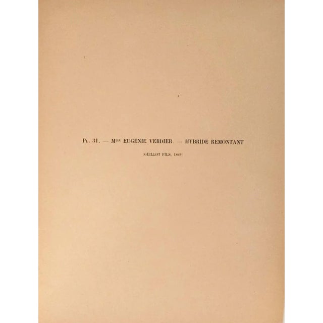 Mid 19th Century 1869 French Antique Botanical Chromolithograph-Pink Roses, Matted, Documentation For Sale - Image 5 of 5