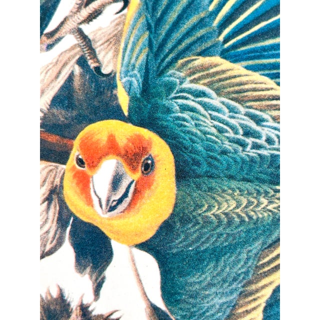 Antique White 1964 Audubon Folio Lithograph Great Bird Paintings - "Carolina Parrot" 17x14 For Sale - Image 8 of 9