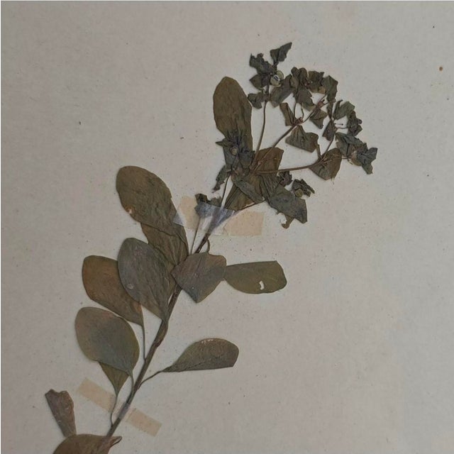 Beige Swiss Herbarium Panels from École Dagriculture de Grangeneuve, 1920s, Set of 4 For Sale - Image 8 of 18