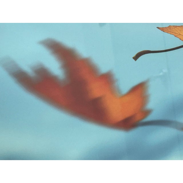 Sky Blue Thom Filicia for Soicher Marin Leaves in Motion Print, Framed For Sale - Image 8 of 12