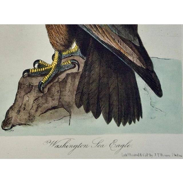 "Washington Sea Eagle": An Original Audubon Hand-Colored Lithograph, 1856 For Sale - Image 4 of 4