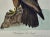"Washington Sea Eagle": An Original Audubon Hand-Colored Lithograph, 1856 For Sale - Image 4 of 4