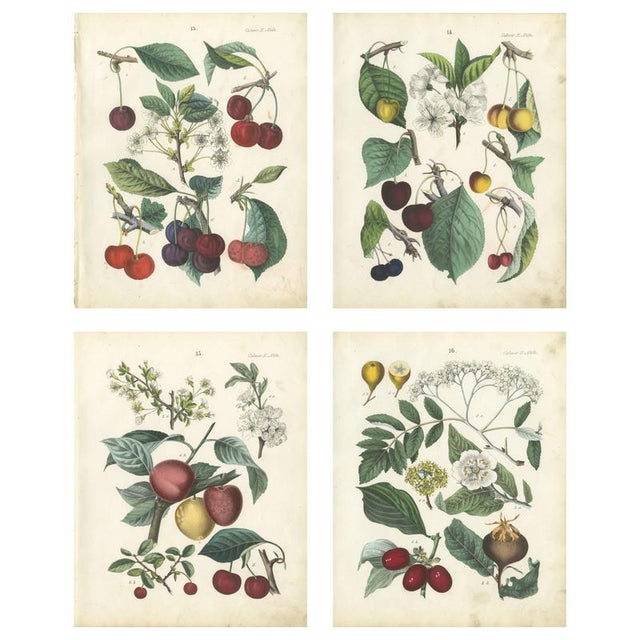 Dr. Calwer, Cherry, 1854, Chromolithographs on Paper, Set of 4 For Sale - Image 9 of 9