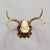 Rustic European Antique White Tailed Deer Trophy on Carved Plaque - Germany 1930s For Sale - Image 3 of 5