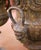 Early 20th Century Pair of Early 20th Century French Painted Iron Urns With Figural Mask Handles For Sale - Image 5 of 9