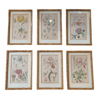 Vintage Set of 6 Framed Colored Botanical Prints For Sale
