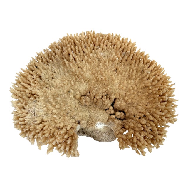 Natural Table Coral Specimen Coastal Decor For Sale